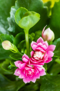 Kalanchoe Kalanchoe